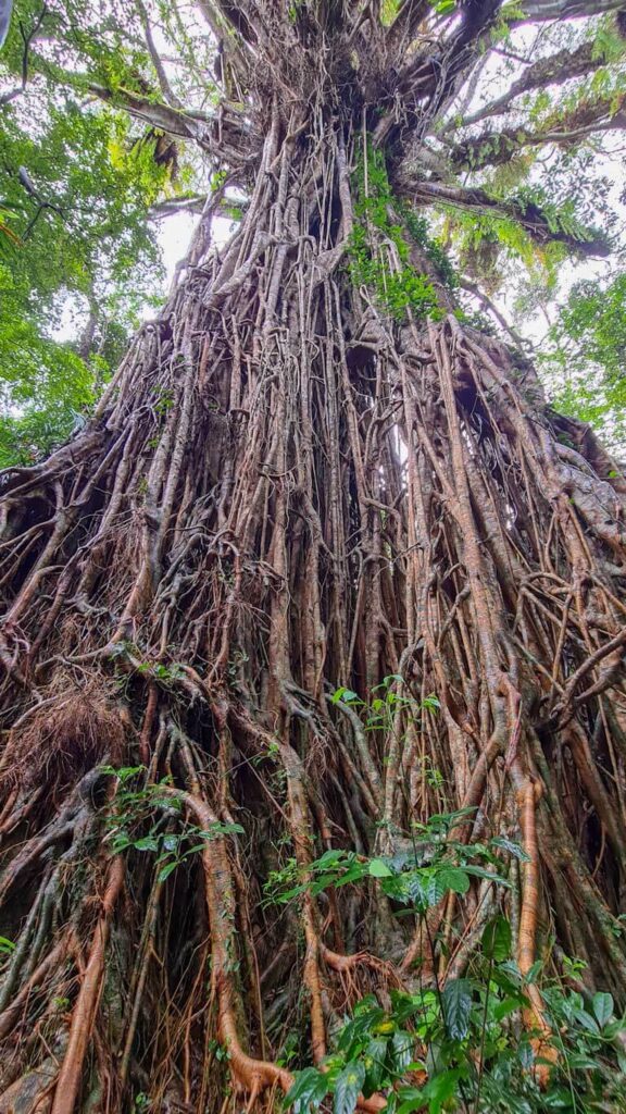 Cathedral-fig-tree