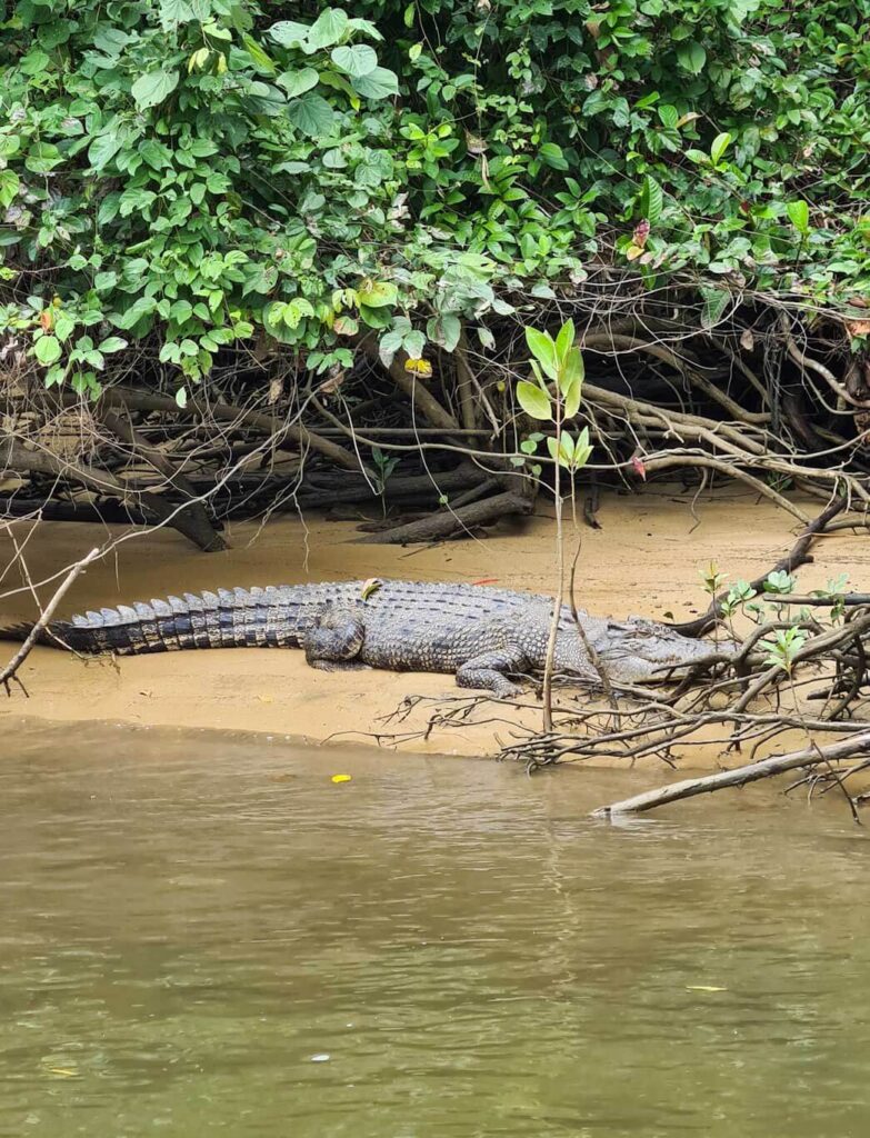 Airlie-beach-to-cape-tribulation-itinerary-crocodile