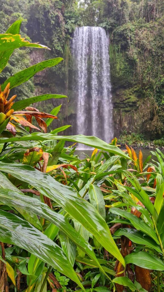 Airlie-beach-to-Cape-Tribulation-millaa-millaa