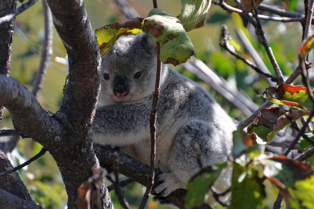 Magnetic-island-koala