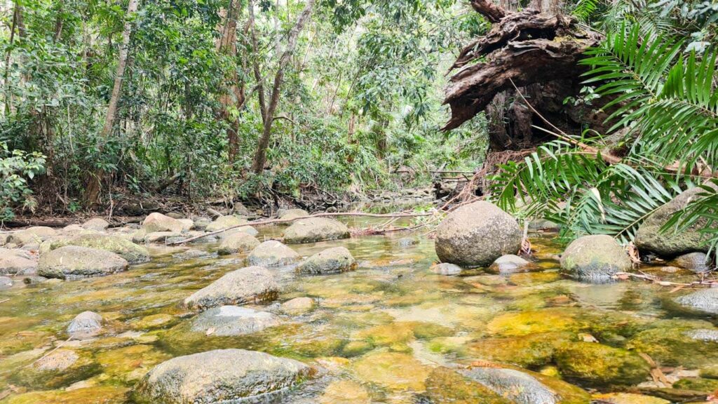 thorsborne-trail-hinchinbrook-island-creek