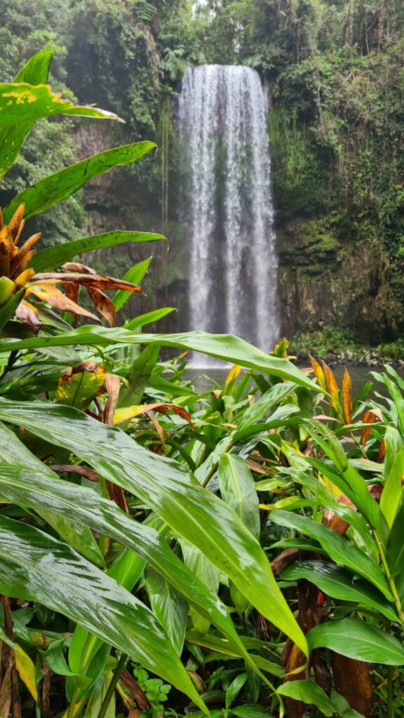 15 best waterfalls near cairns millaa millaa