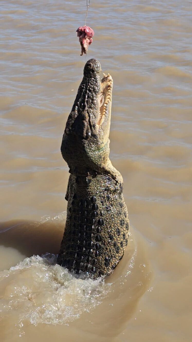 The-Complete-Itinerary-Adelaide-to-Darwin-jumping-crocodile-cruise