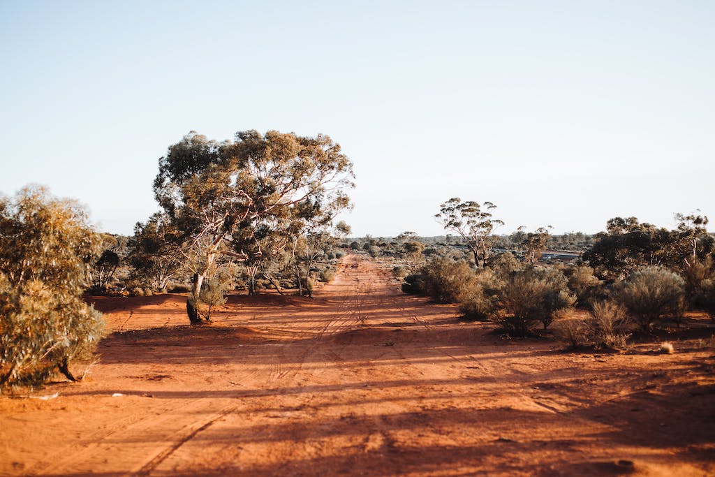 Exotic trees growing in national park on sunny day