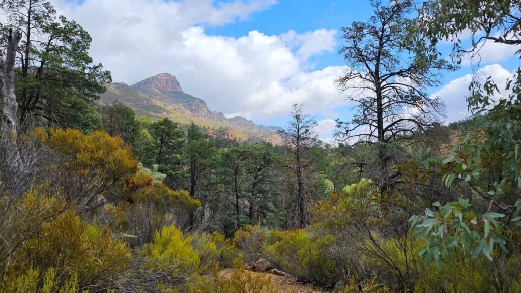 Ikara flinders ranges national park guide 6