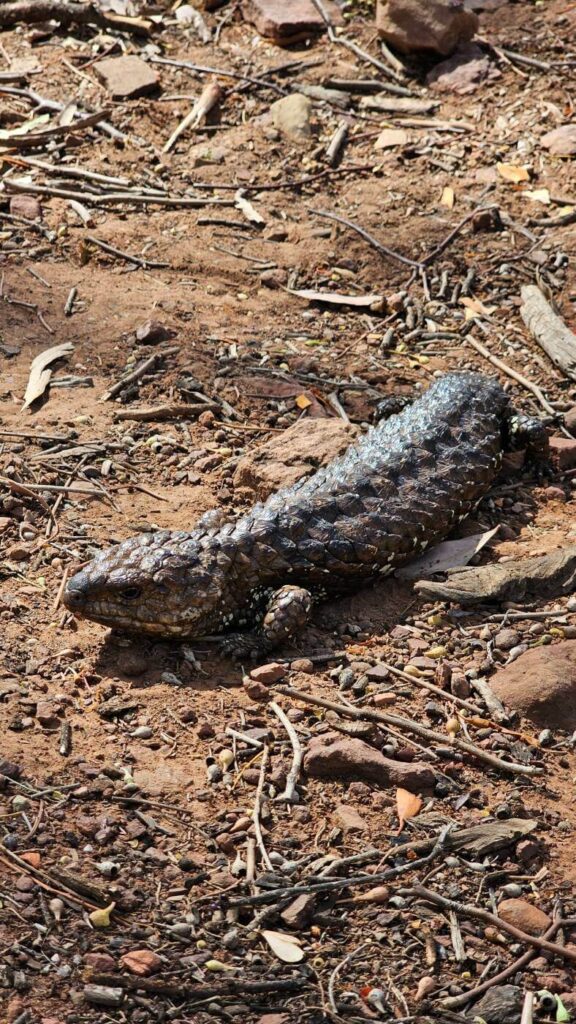 Ikara-flinders-ranges-national-park-guide-wildlife