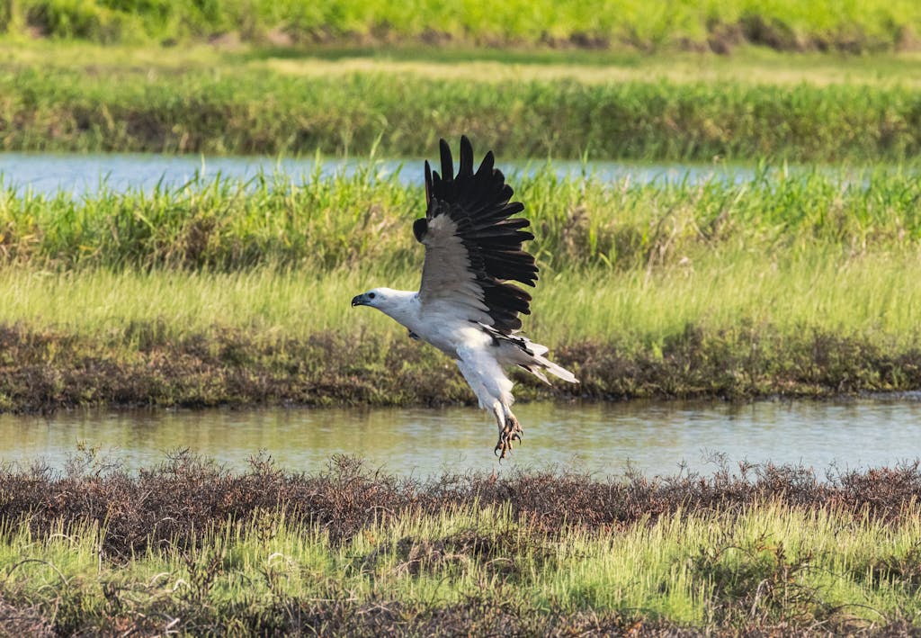 White-bellied Sea Eagle gracefully flying over lush marshland, capturing nature's beauty.